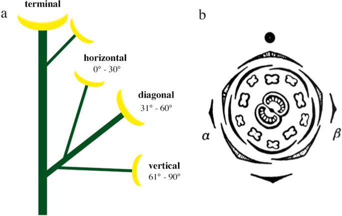 Flower symmetry in Saxifraga revisited