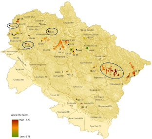 Population genetic structure of a timberline oak (Quercus semecarpifolia Sm.) of western Himalayas and conservation implications