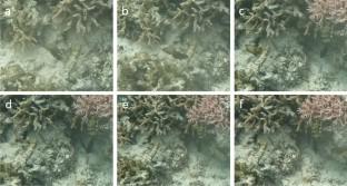 First report of interspecific cleaning in a Pseudochromid, the dusky dottyback (Pseudochromis fuscus)