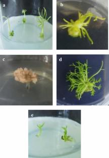 Development of efficient embryo-derived regeneration system and optimization of genetic transformation in cumin (Cuminum cyminum L.)