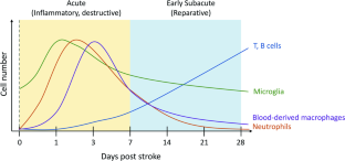 Inflammatory Responses After Ischemic Stroke.