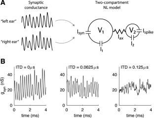 Structure and dynamics that specialize neurons for high-frequency coincidence detection in the barn owl nucleus laminaris.