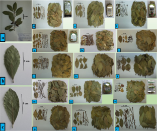 The quality evaluation of the laurel leaf samples sold in the market under the name of "Defne Yaprağı".