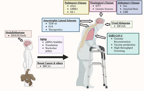 Saccharomyces cerevisiae as a research tool for RNA-mediated human disease.