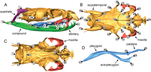 Island Tiger Snakes (Notechis scutatus) Gain a ‘Head Start’ in Life: How Both Phenotypic Plasticity and Evolution Underlie Skull Shape Differences