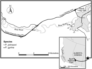 Pooled whole genome sequencing of the endangered Banff Springs Snail, Physella johnsoni, reveals genetic separation to P. gyrina and cryptic micro-geographical genetic structure