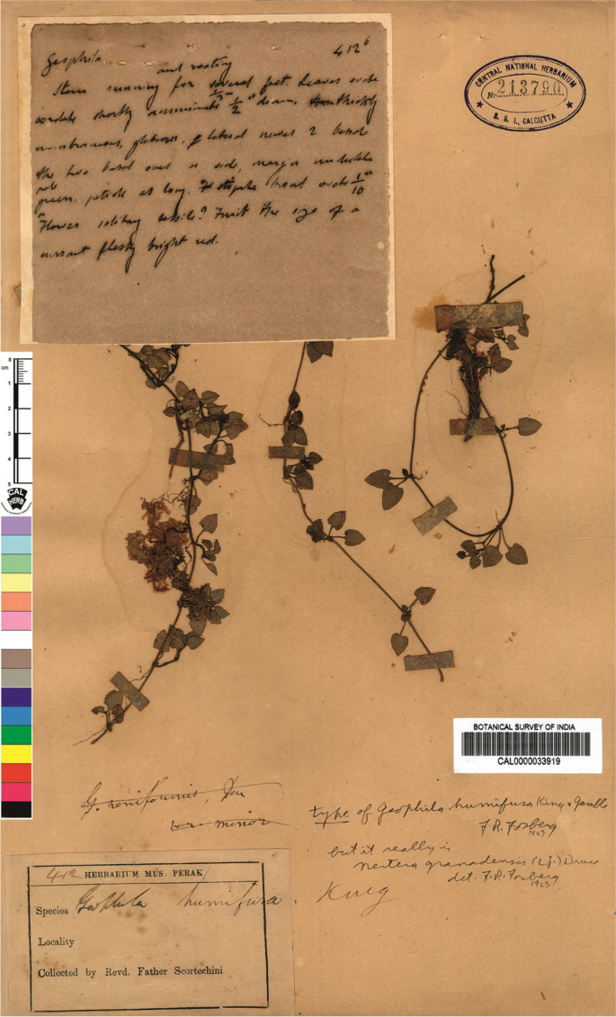 Restringing some coral beads — nomenclatural notes on Nertera (Rubiaceae)