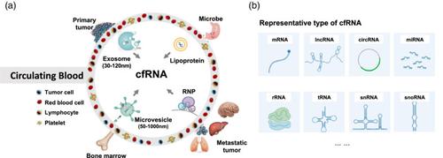 Cell-free RNA for the liquid biopsy of gastrointestinal cancer.