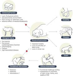 Assessment and Management of Declining Physical Function in Aging Dogs