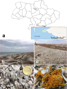 Xanthoria tendraensis sp. nov. and Xanthorietum tendraensis ass. nova from the northern Black Sea coast (Ukraine)