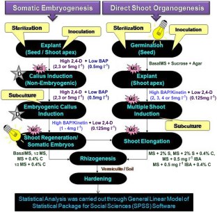 Efficient plantlet regeneration via somatic embryogenesis and shoot organogenesis in Dichanthium annulatum (Forssk.): a halophyte C4 apomictic forage crop