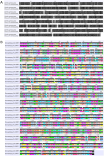 Sequence and expression analysis of the spermatogenesis-specific gene cognates, wampa and Prosα6T, in Drosophila suzukii.