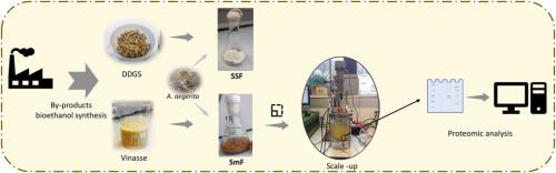 Valorization of bioethanol by-products to produce unspecific peroxygenase with Agrocybe aegerita: Technological and proteomic perspectives