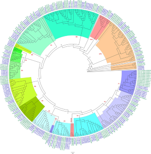 Genome-wide identification and expression analysis of the Pisum sativum (L.) APETALA2/ethylene-responsive factor (AP2/ERF) gene family reveals functions in drought and cold stresses.