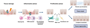 Distinctive role of inflammation in tissue repair and regeneration