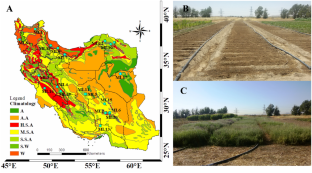 Screening of distributed horsemint (Mentha longifolia L.) accessions for agricultural drought tolerance based on biological responses