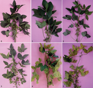 Molecular characterization of soybean yellow mosaic virus isolates and identification of stable resistance sources in central India