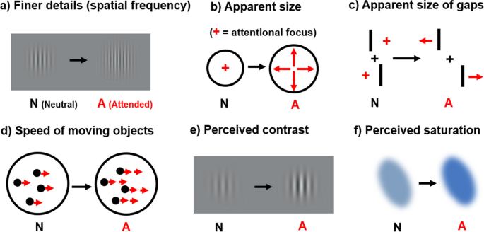 Enhanced but Indeterminate? How Attention Colors our World