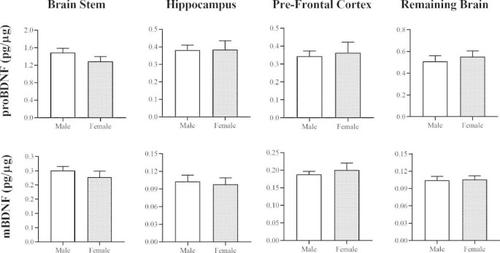 An Imbalance in the Pro/mature BDNF Ratio Occurs in Multiple Brain Regions During Normal Ageing in Wild-Type Mice