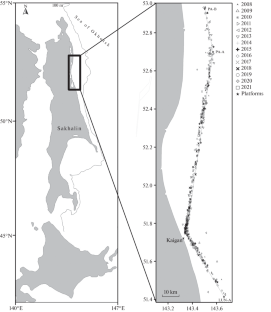 The Frequency of Occurrence of the North Pacific Minke Whale Balaenoptera acutorostrata scammoni Deméré, 1986 off the Northeastern Coast of Sakhalin Island in 2008-2021