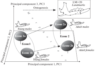 The Role of Econes as Elementary Population-Coenotic Groups in the Integration of Evolutionary and Ecological Processes