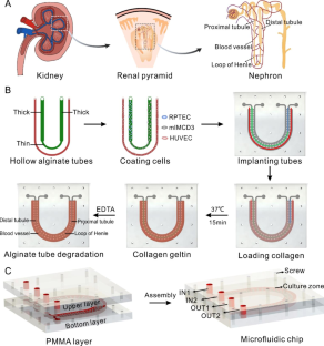 On-chip construction of a fully structured scaffold-free vascularized renal tubule