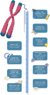 Chromosome ends and the theory of marginotomy: implications for reproduction.