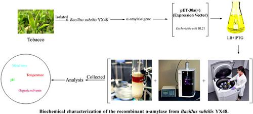 Cloning, Expression and Biochemical Characterization of the Recombinant α-amylase from Bacillus subtilis YX48