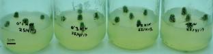 Mass micropropagation and in vitro flowering of Mammillaria vetula ssp. gracilis var. Arizonica Snowcap