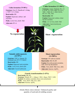 The status of in vitro regeneration and genetic transformation in the recalcitrant oil seed crop Sesamum indicum L