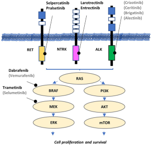 Kinase Fusion-Related Thyroid Carcinomas: Towards Predictive Models for Advanced Actionable Diagnostics.