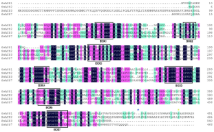 Identification of ACC Synthetase Genes in Saccharum and their Expression Profiles During Plant Growth and in Response to Low-nitrogen Stress