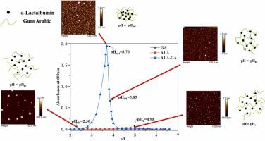 Complex coacervation of α-lactalbumin with gum arabic: Effect of environmental condition, mass ratio, and biopolymer concentration