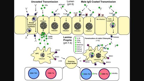 <scp>IgG</scp> exacerbates genital chlamydial pathology in females by enhancing pathogenic <scp>CD8</scp><sup>+</sup> T cell responses