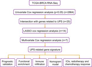 A ubiquitin-proteasome system-related signature to predict prognosis, immune infiltration, and therapy efficacy for breast cancer.