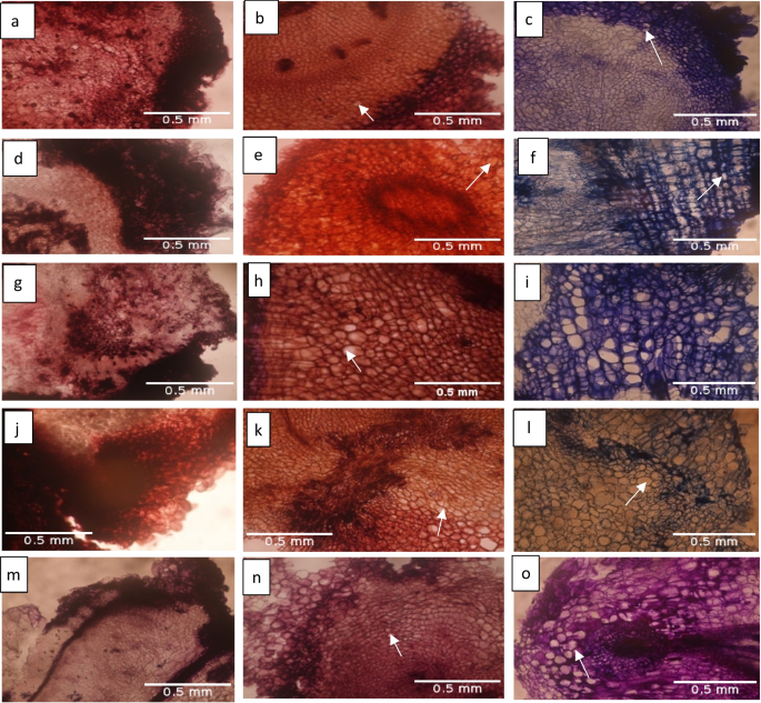 Organogenesis versus somatic embryogenesis pathway efficiencies in in vitro propagation of white and water yams