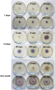 Estimation of the most suitable nitrogen concentration for sporocarp formation in Laccaria japonica colonizing Pinus densiflora seedlings through in vitro mycelial culture.