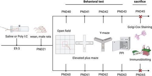 Impaired erythropoietin-producing hepatocellular B receptors signaling in the prefrontal cortex and hippocampus following maternal immune activation in male rats