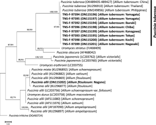 Re-identification of rust pathogen on Allium tuberosum in Japan as Puccinia tuberosa