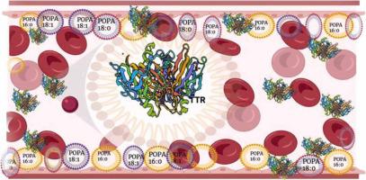 Saturation of fatty acids in phosphatidic acid uniquely alters transthyretin stability changing morphology and toxicity of amyloid fibrils