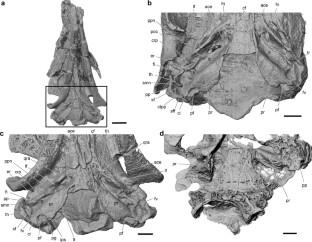 Petrosal morphology of the Early Cretaceous triconodontid Astroconodon from the Cloverly Formation (Montana, USA)