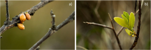 Imbalance of water potential and photosynthetic efficiency in the parasitic relationship between Struthanthus flexicaulis and Baccharis dracunculifolia