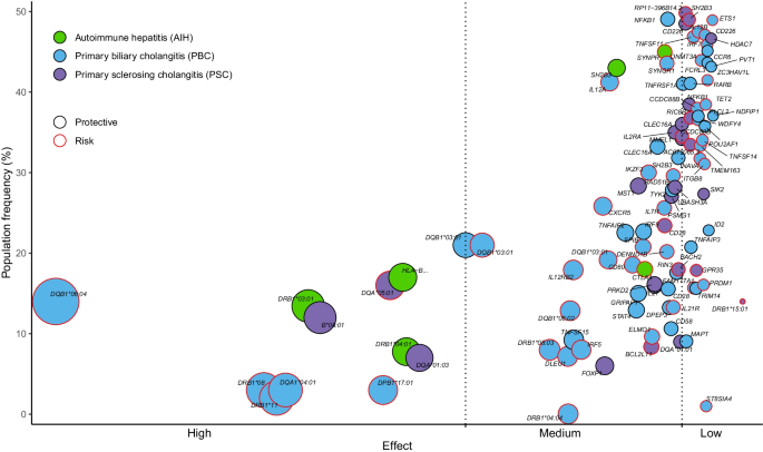 How genetic risk contributes to autoimmune liver disease.