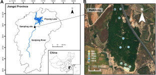 Dynamics of Microbial Community Structure, Function and Assembly Mechanism with Increasing Stand Age of Slash Pine (Pinus elliottii) Plantations in Houtian Sandy Area, South China.