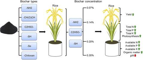 Modified biochar enhances soil fertility and nutrient uptake and yield of rice in mercury-contaminated soil