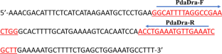 Development of a repetitive DNA marker for identification of the exotic large-scale loach introduced to Japan