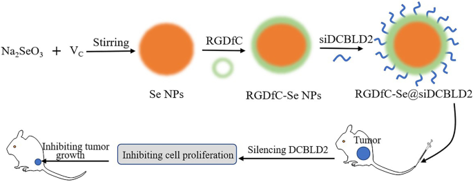 Engineering siRNA-loaded and RGDfC-targeted selenium nanoparticles for highly efficient silencing of DCBLD2 gene for colorectal cancer treatment