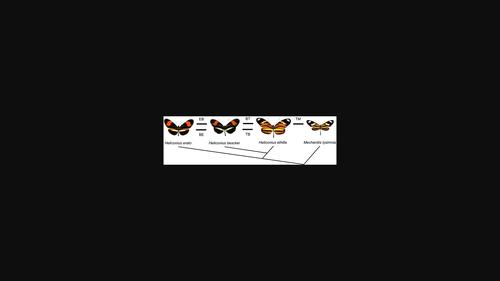 Reproductive interference is stronger than expected in Heliconius butterflies