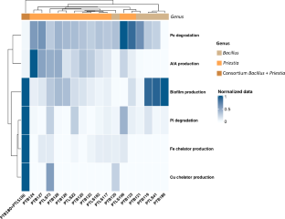 A Bacillaceae consortium positively impacts arbuscular mycorrhizal fungus colonisation, plant phosphate nutrition, and tuber yield in Solanum tuberosum cv. Jazzy