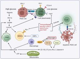 Targeting the metabolism and immune system in pancreatic ductal adenocarcinoma: Insights and future directions